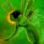 Sylph's Avatar